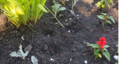 В Пензе неизвестные украли рассаду с уличных клумб 