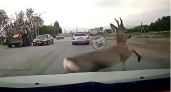 В Пензенской области косуля бросилась под колеса авто