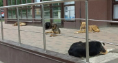 Пензенцы заплатят до 30 тысяч рублей за выброшенных на улицу животных 