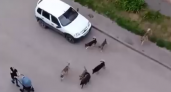 Пензенцам рассказали, куда обратиться из-за стаи диких собак на Чапаева