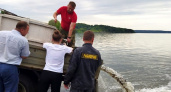  6,5 тыс. штук молоди толстолобика выпустили в Сурское водохранилище