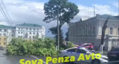 На проезжую часть на улице Лермонтова в Пензе рухнуло дерево