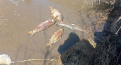 В Пензе браконьер-рыболов пытался подкупить полицейского за пойманную 51 рыбу 