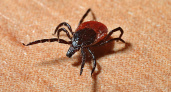 В Пензенской области за неделю клещи покусали 98 жителей 