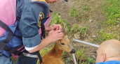 Пензенские спасатели спасли из Суры маленькую косулю