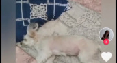 В Пензенской области зоозащитники разыскивают живодерку, избивающую собаку в прямом эфире
