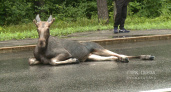 После сбитого лося на Окружной поставят дорожный знак «Дикие животные»