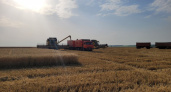 В Пензенской области начали убирать пшеницу, капусту и картофель