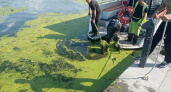 Специалисты «Пензавтодор» чистят набережную Суру от тины и водорослей 
