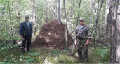 В Земетчинском районе лесники нашли муравейник-гигант 