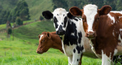273,7 тонн скота и птицы произвели в Пензенской области за 7 месяцев 
