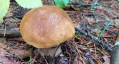 Пензенцам объяснили, почему детей до 14 лет нельзя кормить грибами 