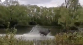 В Пензенской области сняли на видео, как лось резвится в воде