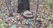 Власти Пензенской области создали комиссию для предотвращения незаконной заготовки древесины 