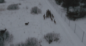 В охотничьи угодья Нижнеломовского района выпущено 25 особей венгерского благородного оленя