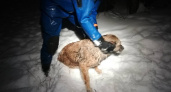 Пензенские спасатели вытащили из полыньи на Суре застрявшую собаку 