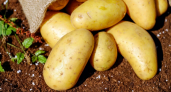 Топ-5 удобрений для картофеля: добавьте в лунку — не поверите глазам, выкапывая огромный урожай
