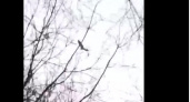 В Пензенской области нашли гнездо редкого орлана-белохвоста