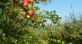 В трех районах Пензенской области высадят на 120 гектарах плодовын и ягодные культуры