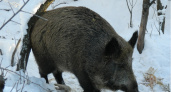 В Пензенской области 29 февраля закрыли сезон охоты на кабана и пушных животных