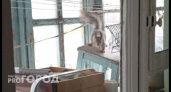 К пензенцам на балкон на улице Попова пришла белочка через форточку