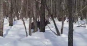 Пензенцы сняли на видео волшебную встречу с двумя оленями в зимнем лесу