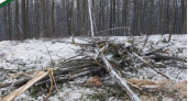 В Пензенской области накажут лесозаготовителей, нарушивших закон 13 раз 