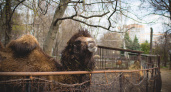 Пензенский зоопарк ответил горожанам на вопросы о "непривлекательном" виде животных