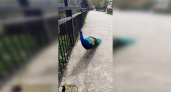 Пензенцы переживают за убежавших из кормушки павлинов в зоопарке 