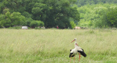 В Белинском районе впервые обнаружена пара аистов