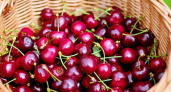Одни химикаты и возбудители ротавируса: россиянам рассказали, какую черешню точно нельзя покупать 