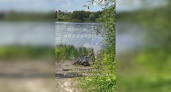 На пляже «Засека» в Пензе семья уточек вышла к людям позагорать 