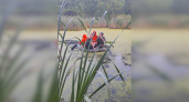 Трех подростков спасатели эвакуировали с болота между Пензой и Заречным