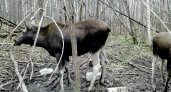 Инспекторы обнаружили, что в Нижнеломовском районе незаконно убили лося