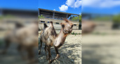 В Пензенском зоопарке поселился 3-летний верблюд Эльбрус