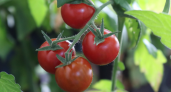 Помидоры покраснеют прямо на глазах: назван самый эффективный способ созревания — 30 капель копеечного средства