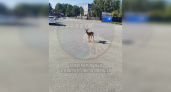 Пензенцы заметили на Ульяновской истощённую косулю 