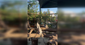 В Пензенском зоопарке показали, как загорают на солнышке лемуры 