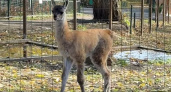 В пензенском зоопарке у ламы родился детеныш