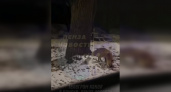 В Пензе на Олимпийской аллее заметили лису