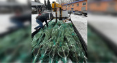 Из Пензенской области в Токмакский и Пологовский округа привезли 50 елей