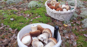 Яд в бульоне. Врач объяснила, из каких съедобных грибов лучше не варить суп
