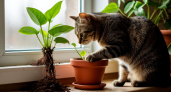 Отвадила кота от горшка с цветами: такой копеечный продукт есть в доме у каждой хозяйки — цветы «вздохнули» спокойно 