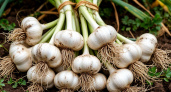 Хитрые садоводы делают только так: три важных действия на грядке с чесноком в мае — головки будут с детский кулак