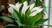 1 стакан под корень — и спатифиллум круче навороченной яхты Абрамовича: выпустит десятки белоснежных парусов на радость всей семье