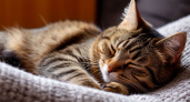 Почему кошки спят у ног или головы? Объяснение инстинктов, характера