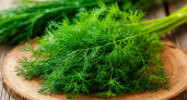 Как заморозить укроп на зиму, чтобы остался ароматным и зеленым. Пошаговый метод 