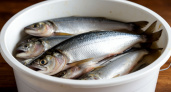 Почему нельзя покупать селедку в белом ведре? Риски для здоровья и правила выбора 