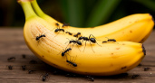 Как избавиться от муравьев на участке. Безопасная приманка из банановых шкурок 