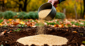 Удобрение из крупы для почвы осенью. Замена навозу